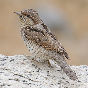 Eurasian Wryneck